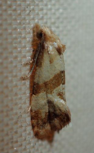 Réf. 214 263 : Phalonidia contractana